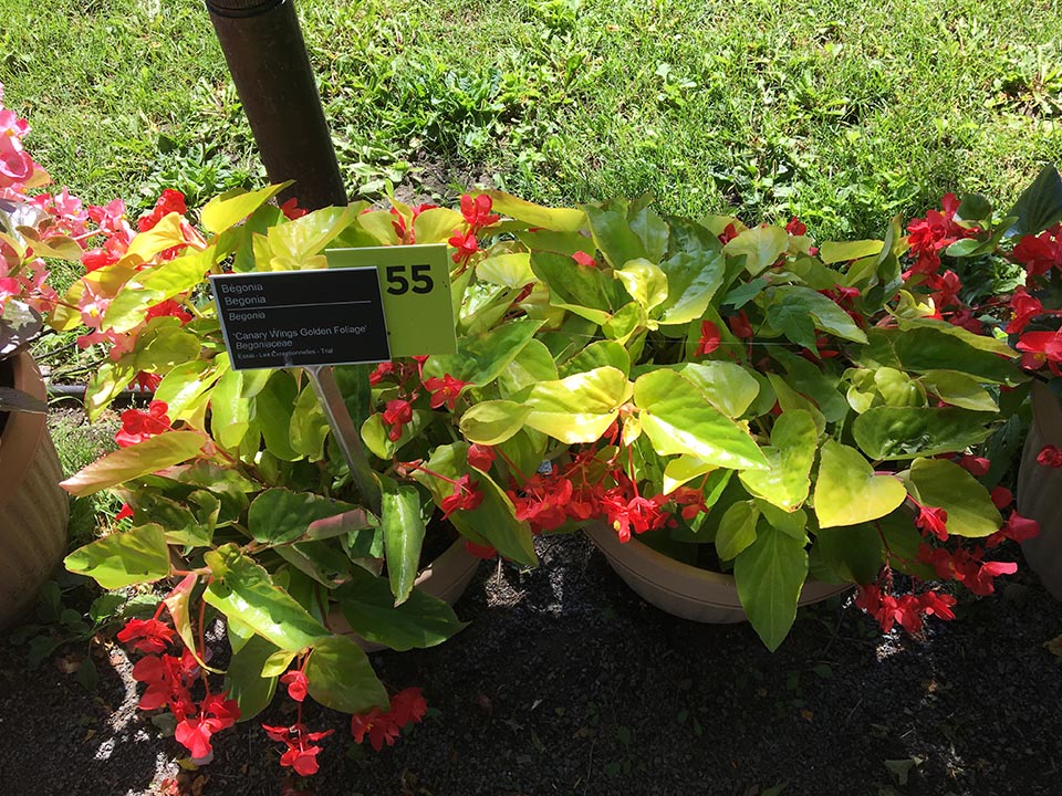 B. ‘Canary Wings’